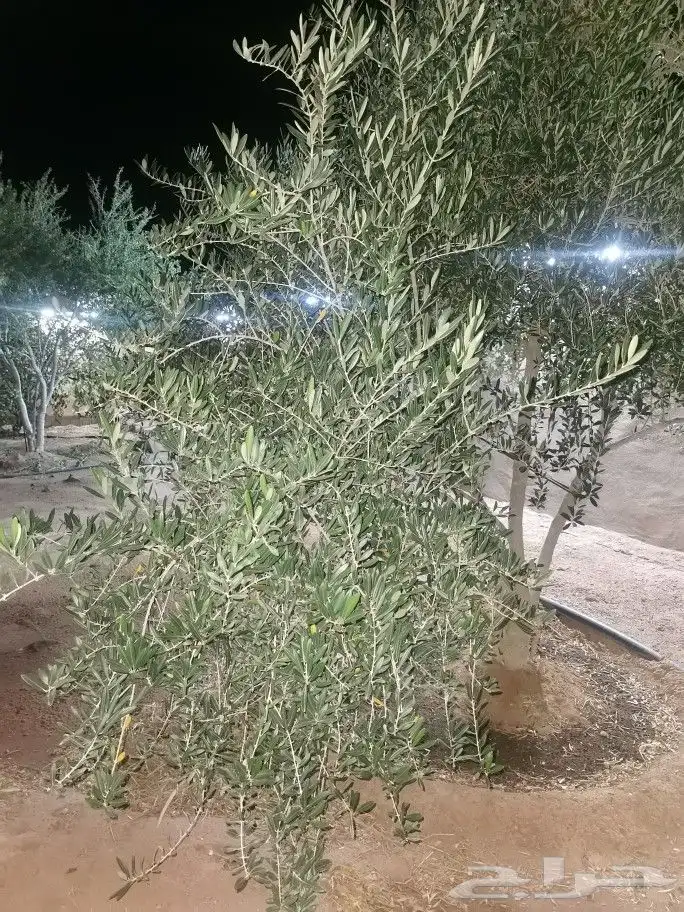 اوراق شجر الزيتون الطازجة وفوائده الطبية 0