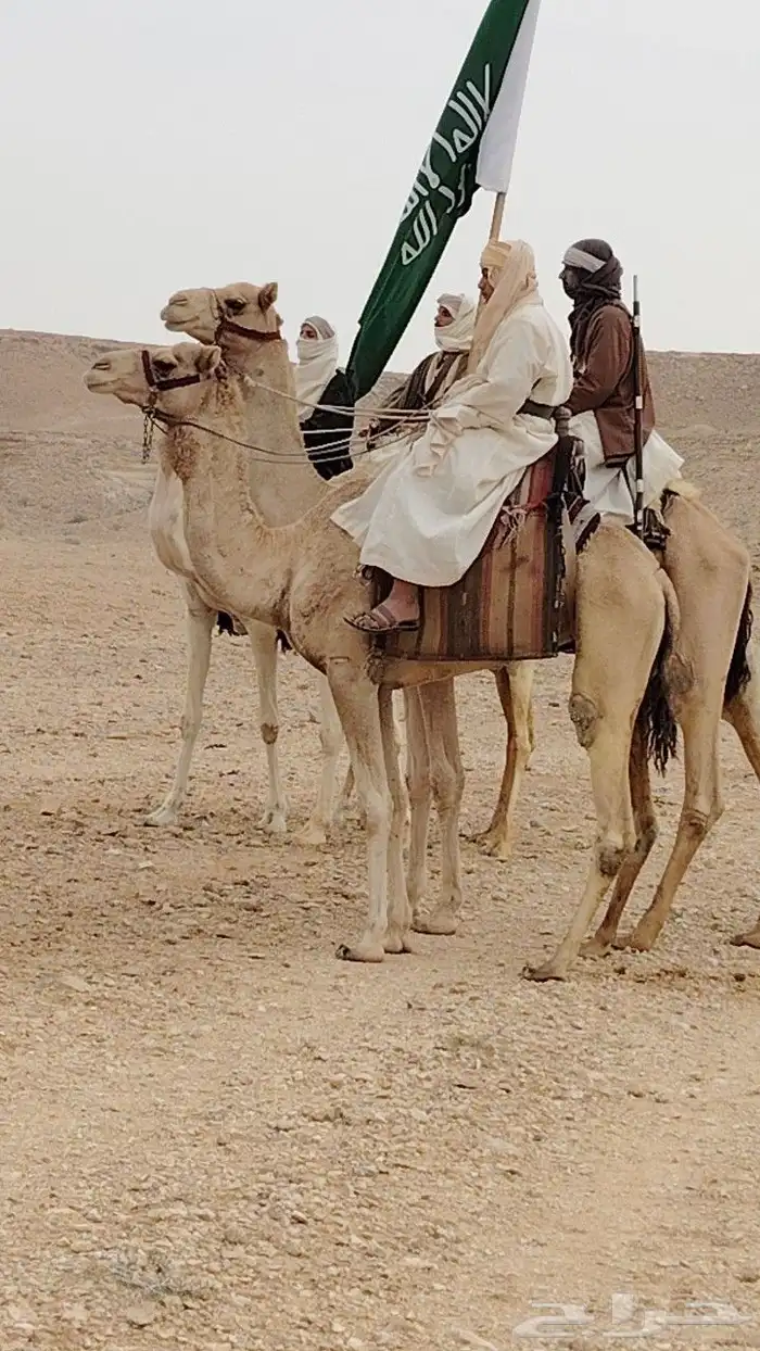 جمل و خيول و سياسي اجار 8