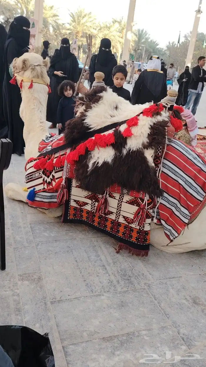 جمل و خيول و سياسي اجار 6