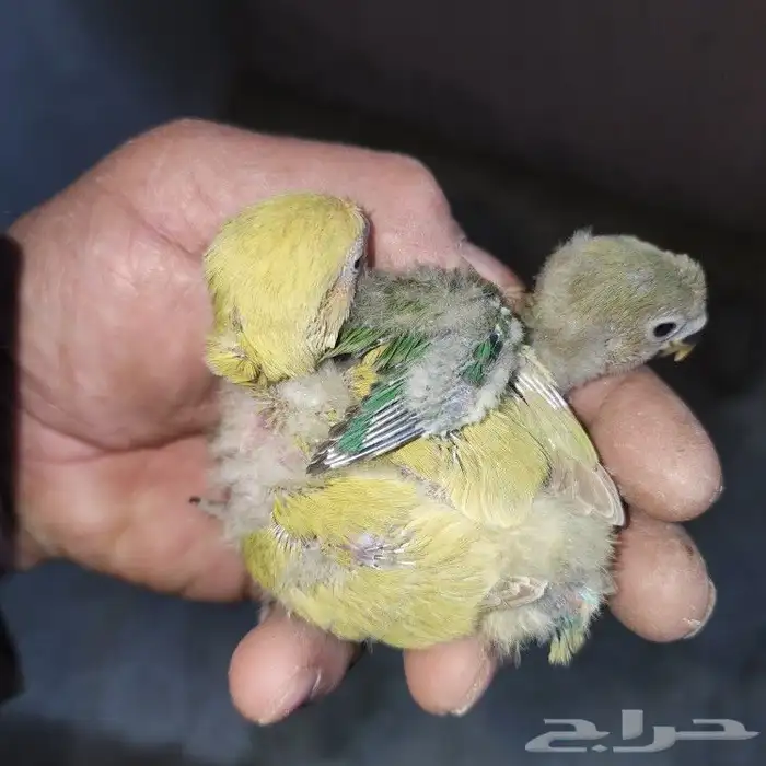 فروووخ روز 6