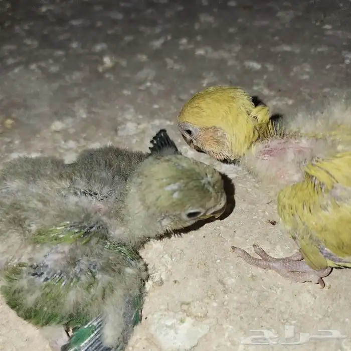 فروووخ روز 7
