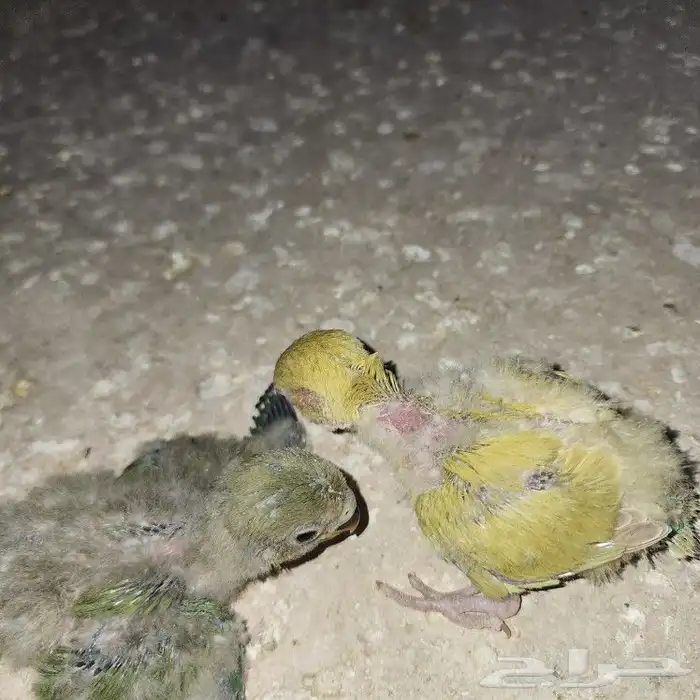 فروووخ روز 8