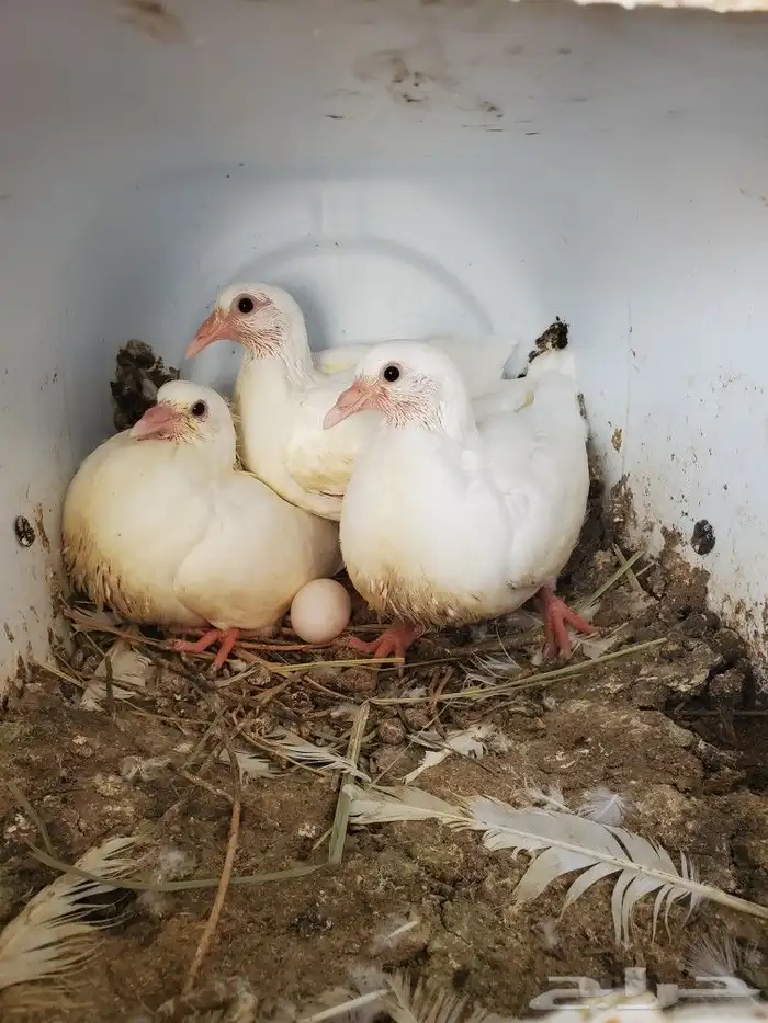 زغاليل حمام فرنسي سوبر جابو 0