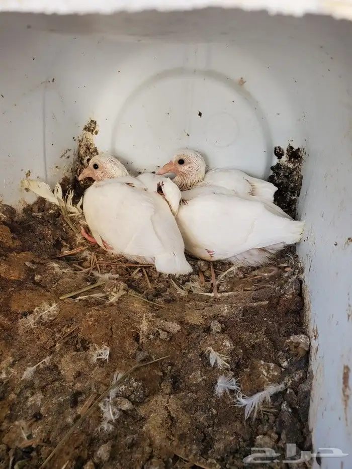 زغاليل حمام فرنسي سوبر جابو 2