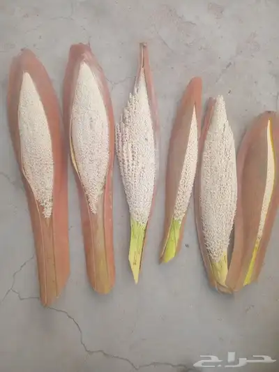 القاح انخل متوفر جديد 0