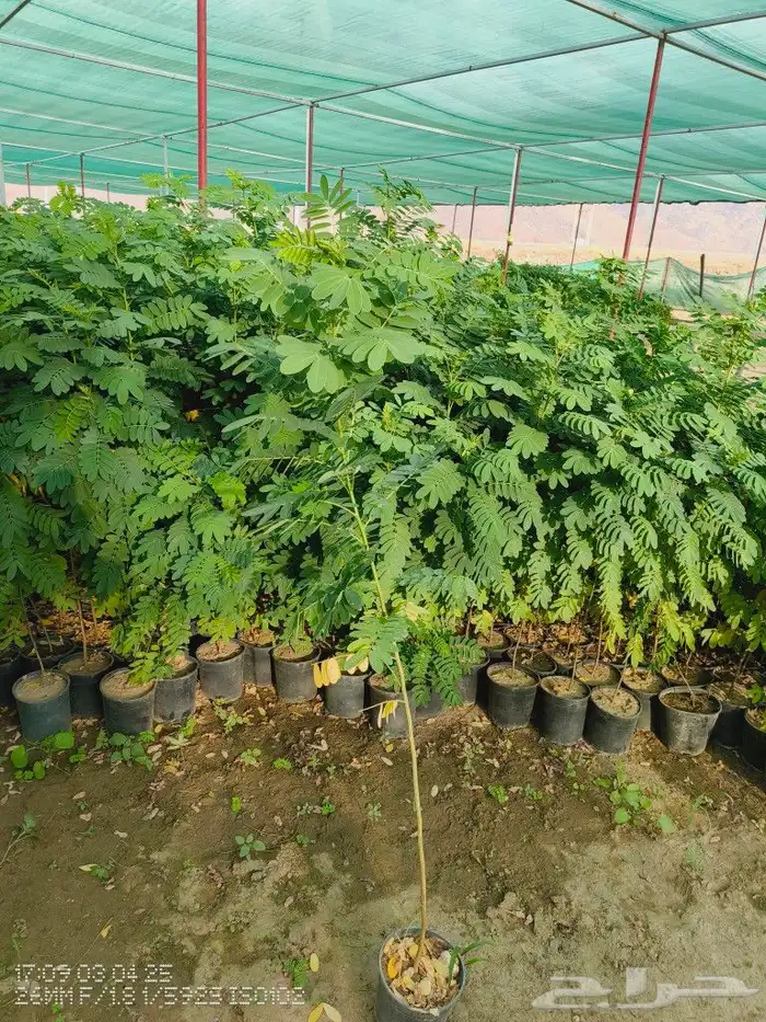 nursery 0