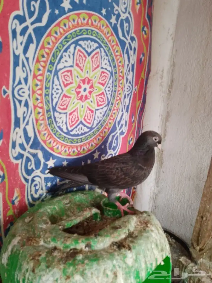 حمام قطيفي 9