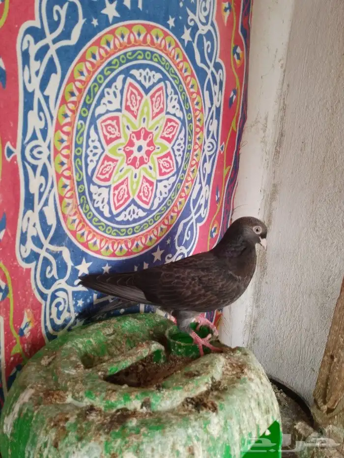 حمام قطيفي 8