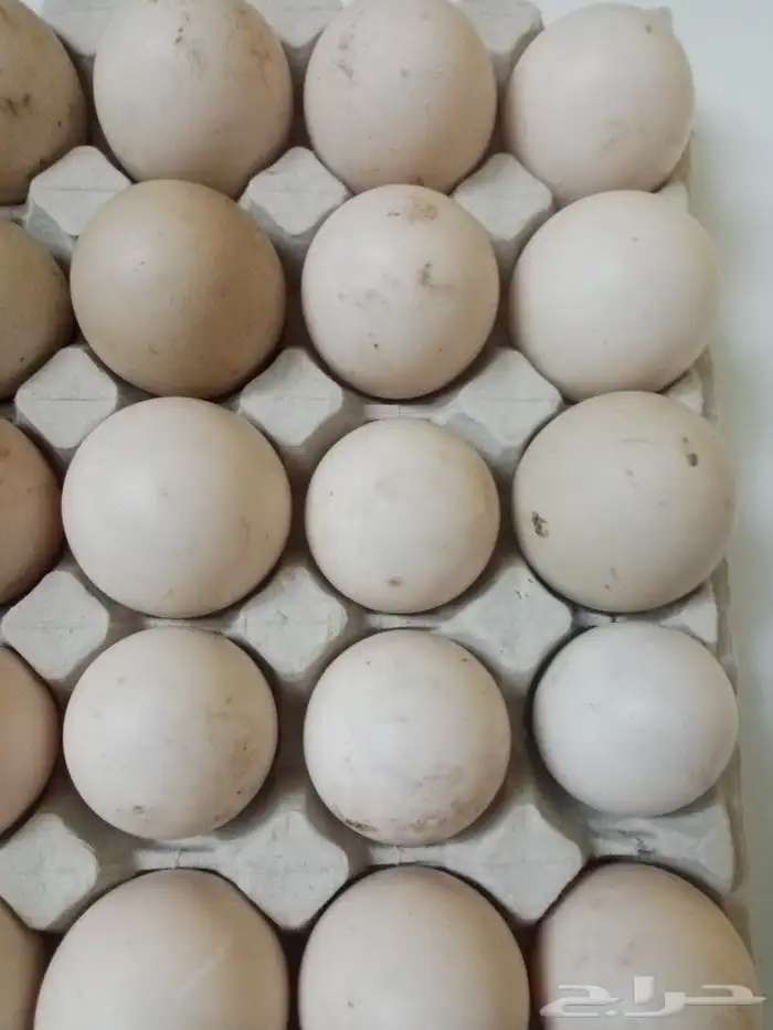 بيض بط مسكوفي مخصب 2