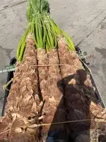 نخل متواجد في الجنوب 2
