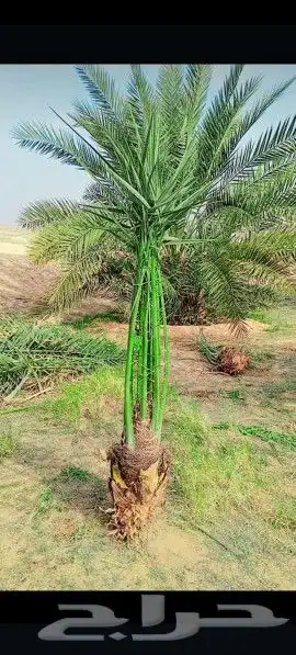 يوجد لدينا جميع انواع النخيل المثمرة والزينه جده مكه طايف 1