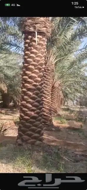 يوجد لدينا نخيل للبيع بجميع انواعها ومقاساته بأسعار مناسبه 1