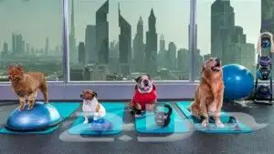 اقامه كلبك علينا وانت مطمن 0