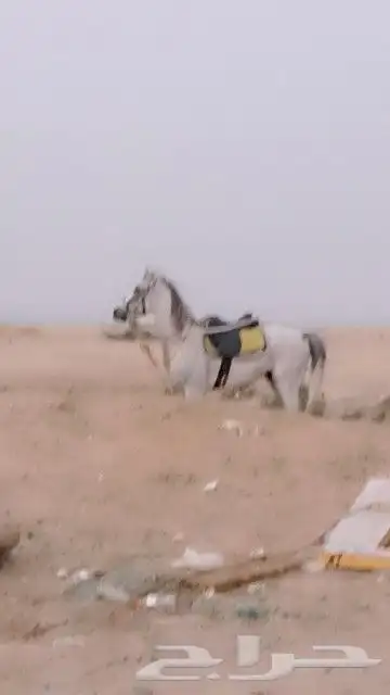تدريب ركوب الخيول في الاسطبل وخرج إلا سطبل في جده القوزين لي 0