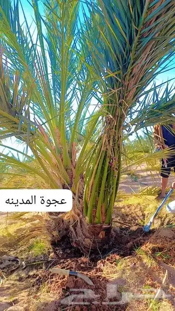 يوجد لدينا جميع انواع النخيل المثمرة والزينه جده مكه طايف 5
