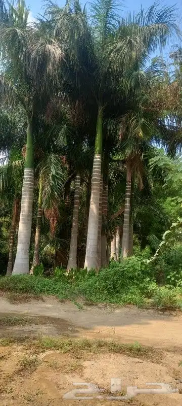 يوجد لدينا جميع انواع النخيل المثمرة والزينه جده مكه طايف 7