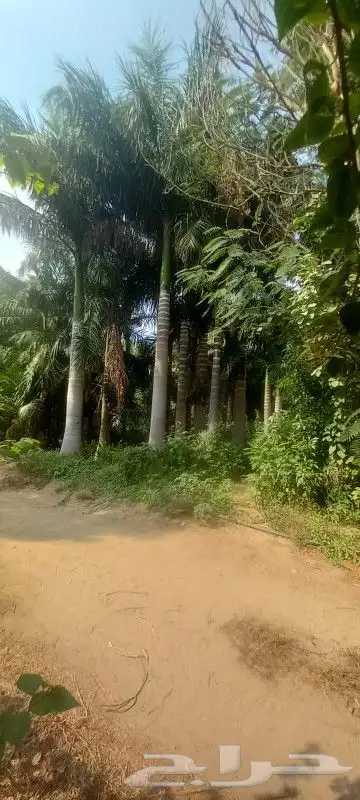 يوجد لدينا جميع انواع النخيل المثمرة والزينه جده مكه طايف 6