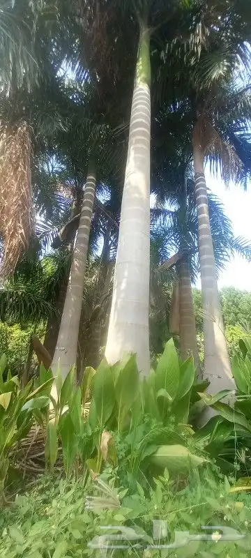 يوجد لدينا جميع انواع النخيل المثمرة والزينه جده مكه طايف 8