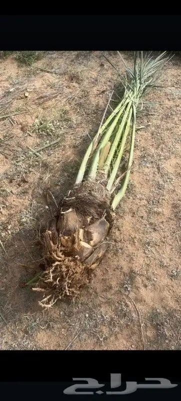 يوجد لدينا جميع انواع النخيل المثمرة والزينه جده مكه طايف 4