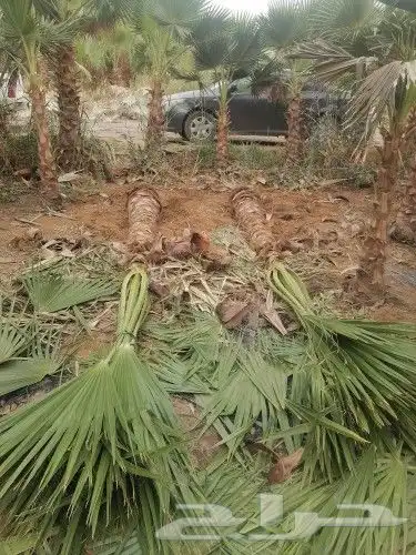 نخل متواجد في الجنوب 3