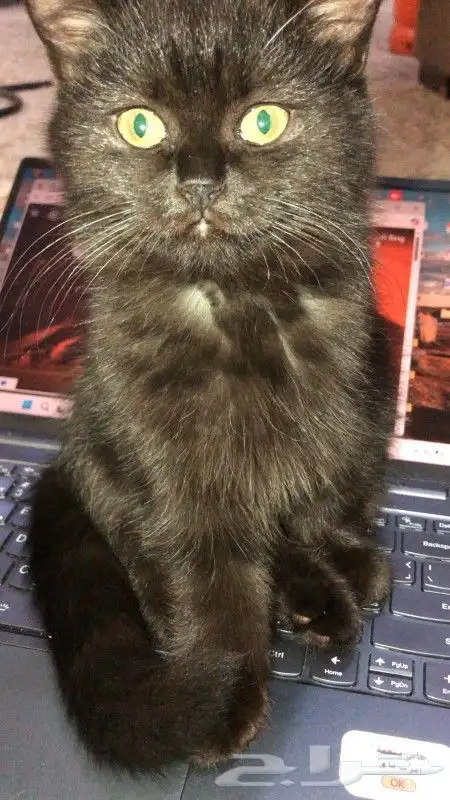 قطط سكوتش فولد وسكوتش ستريت للبيع 1