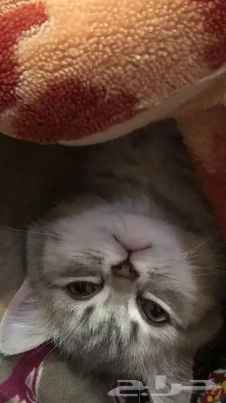 قطط سكوتش فولد وسكوتش ستريت للبيع 4