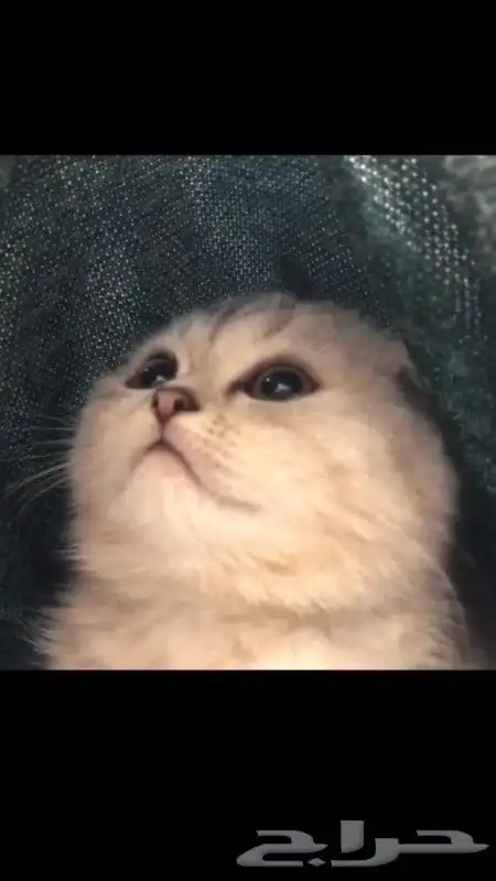 قطط سكوتش فولد وسكوتش ستريت للبيع 0