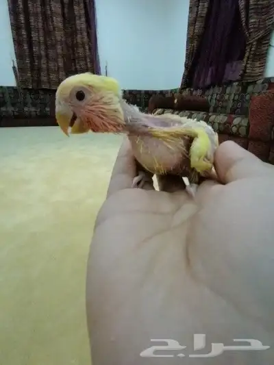 فروخ روز 5