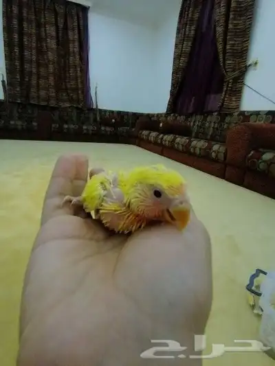 فروخ روز 6
