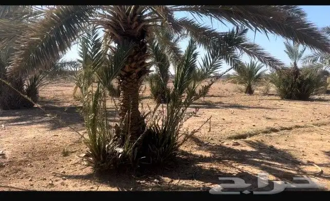 مشروع دواجن 0