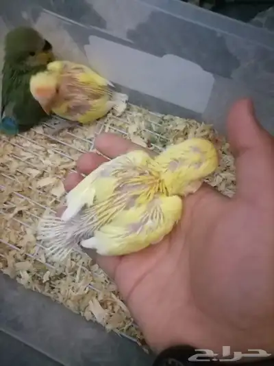 فروخ روز 2