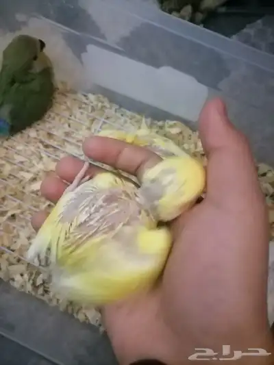 فروخ روز 4