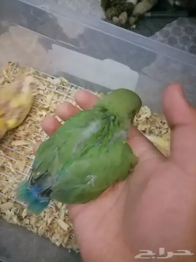 فروخ روز 3