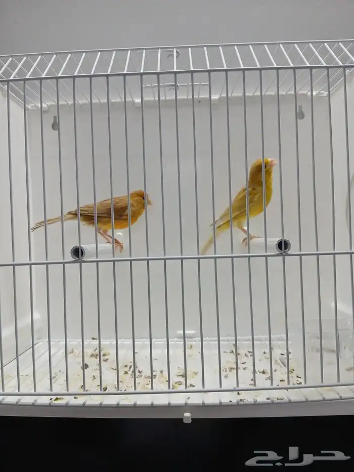 زوج كناري بفروخه ( تم البيع ) 1