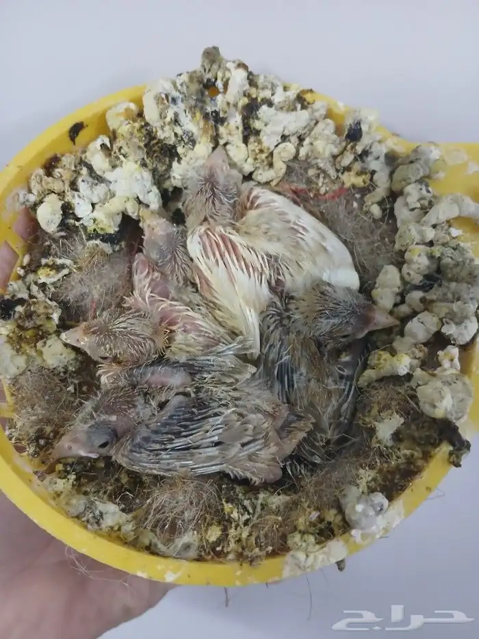 زوج كناري بفروخه ( تم البيع ) 2