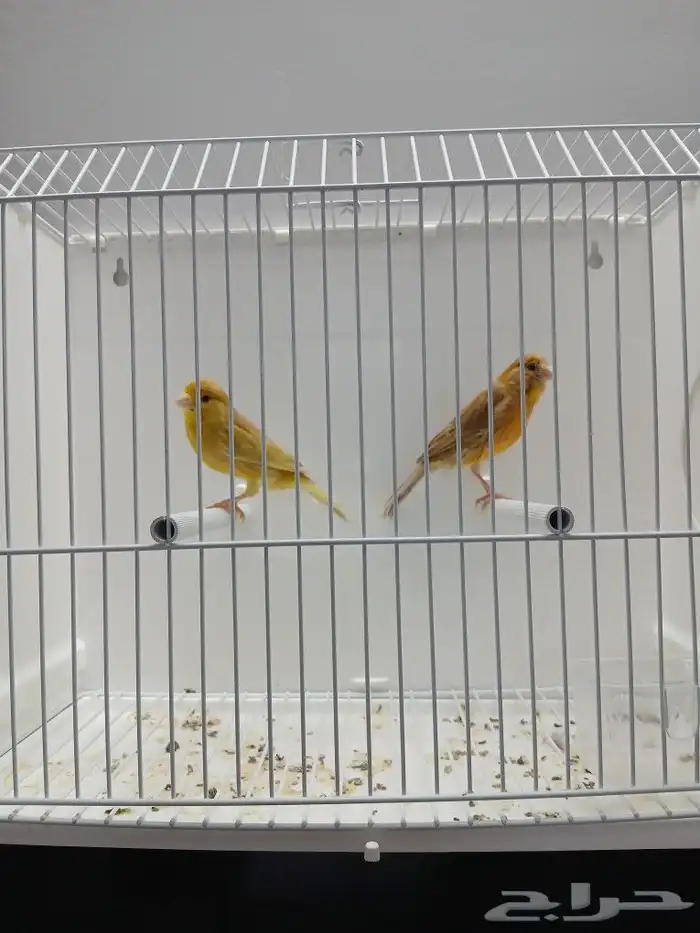 زوج كناري بفروخه ( تم البيع ) 0