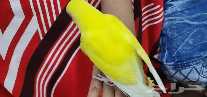 ببغاء روز اليف 3