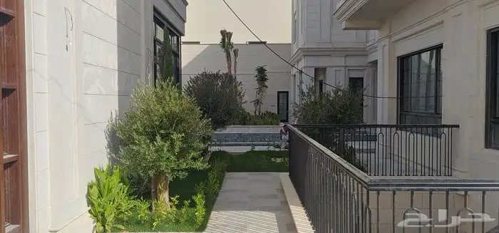 زيتون معمر زيتون قزم نخل زينة نخل عربي 1