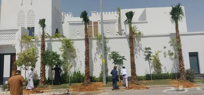 زيتون معمر زيتون قزم نخل زينة نخل عربي 9
