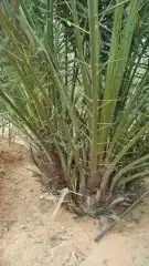 يوجد الدنيا جميع أنواع النخيل 3