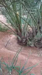 يوجد الدنيا جميع أنواع النخيل 6