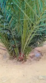 يوجد الدنيا جميع أنواع النخيل 4