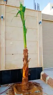 يوجد الدنيا جميع أنواع النخيل 2