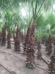 يوجد الدنيا جميع أنواع النخيل 5