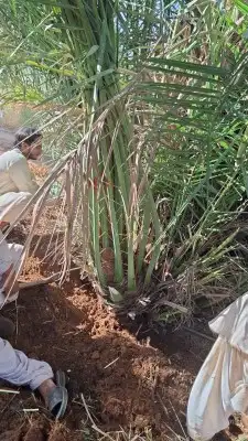 يوجد الدنيا جميع أنواع النخيل 0