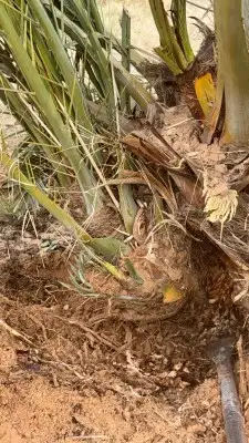 نخيل مثمرة جميع انواع فسايل النخيل توريد أي كمية 0