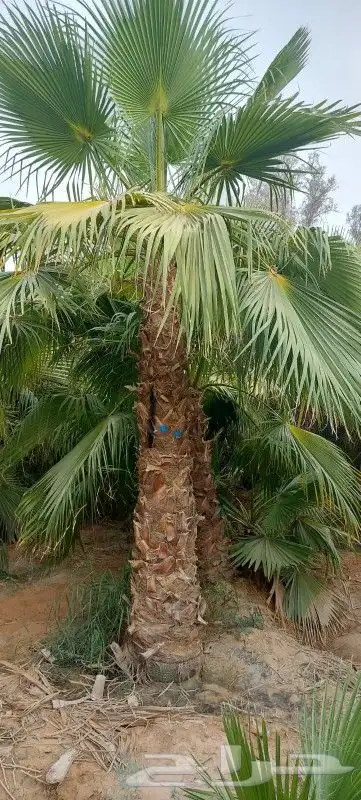 نخل واشنطني 9