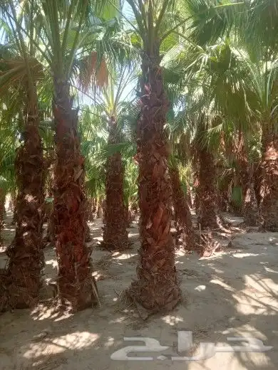 زراعة النخيل الواشنطانيا والنخيل البلدي والعشب وتنسيق الحدائ 1
