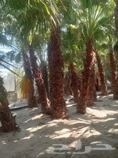 زراعة النخيل الواشنطانيا والنخيل البلدي والعشب وتنسيق الحدائ 2