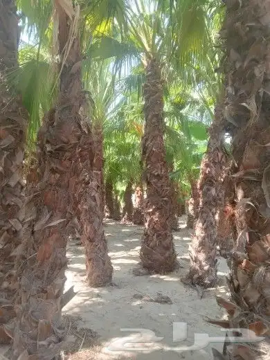 زراعة النخيل الواشنطانيا والنخيل البلدي والعشب وتنسيق الحدائ 3